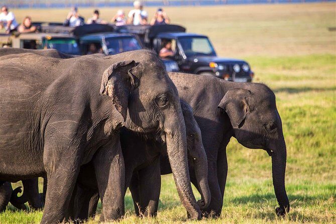 Afternoon Safari to Kaudulla National Park - Who Should Book This?