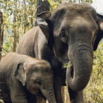 Afternoon Safari to Maduru Oya National Park - Who is This Tour Best Suited For?