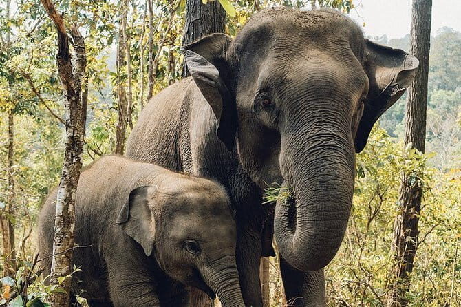 Afternoon Safari to Maduru Oya National Park - Who is This Tour Best Suited For?