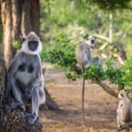 Afternoon Safari to Yala National Park - The Itinerary Breakdown