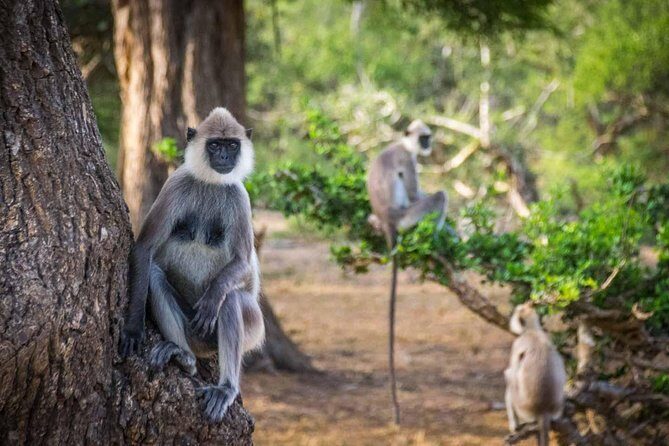 Afternoon Safari to Yala National Park - The Itinerary Breakdown