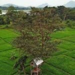 Airport Arrival Transfer Tot Udawalawe - Who This Transfer Is Best For