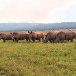 Akagera Safari Ride Share 1 Day Adventure - The Scenic Variety of Akagera