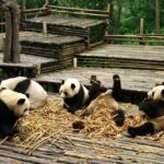 All Inclusive Boutique Tour of Chengdu Highlights - From Pandas to the World’s Largest Stone Carving: The Leshan Giant Buddha