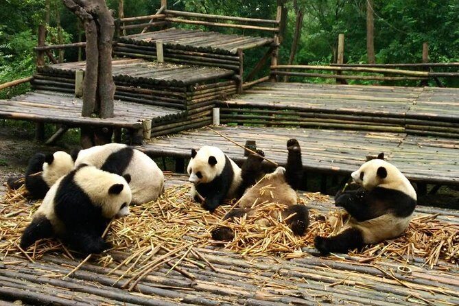 All Inclusive Boutique Tour of Chengdu Highlights - From Pandas to the World’s Largest Stone Carving: The Leshan Giant Buddha