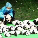 All Inclusive Chengdu Giant Panada Base Private Day Tour from Guangzhou by Air - Exploring the Chengdu Panda Breeding Center