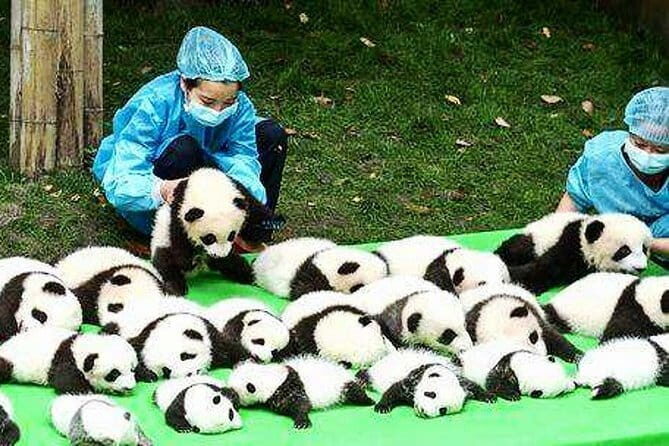 All Inclusive Chengdu Giant Panada Base Private Day Tour from Guangzhou by Air - Exploring the Chengdu Panda Breeding Center