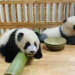 All Inclusive Customizable Chengdu Full Day Panda Tour - The Sum Up: Is This Tour Right For You?