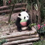 All-Inclusive: Customizable Giant Panda Private Day Trip in Chengdu - Lunch Break: Tasting Chengdu’s Flavors