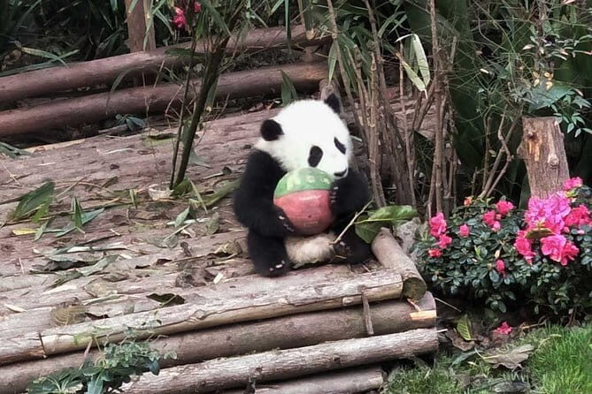 All-Inclusive: Customizable Giant Panda Private Day Trip in Chengdu - Lunch Break: Tasting Chengdu’s Flavors