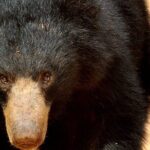 All inclusive Guided Safari in Wilpattu, from Colombo & Negombo. - The Sum Up