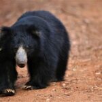 All Inclusive Overnight Tented Camping in Yala From Nuwara Eliya / Ella - Who Should Consider This Tour?
