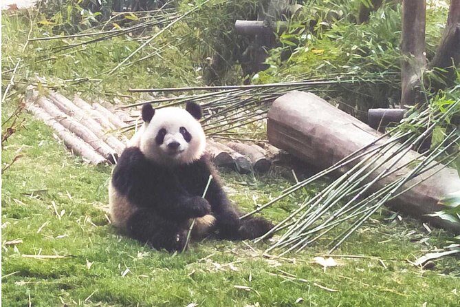 All-Inclusive Private Day Tour of Panda Volunteer Experience in Chengdu - Practical Details & Considerations