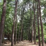 Alpaca, Nami, Petite Fr, Italian Village, Garden of Morning Calm - The Itinerary in Detail
