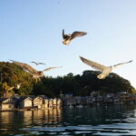 Amanohashidate and Ine Bay Private Trip from Kyoto - A Detailed Look at the Itinerary