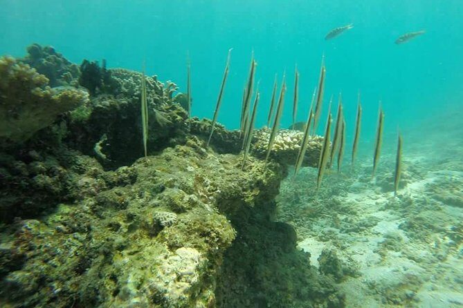 Amazing Snorkeling in Bali - The Benefits of a Shared Tour