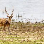 Anuradhapura: Full-Day Wilpattu National Park Private Safari - The Sum Up