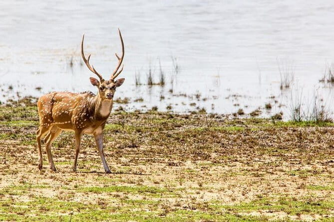Anuradhapura: Full-Day Wilpattu National Park Private Safari - The Sum Up