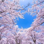 Asakusa: Cherry Blossom Viewing and History Tour - Frequently Asked Questions