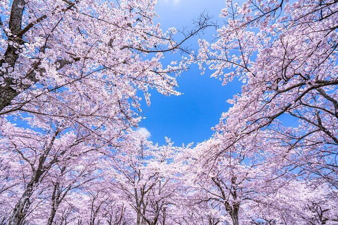 Asakusa: Cherry Blossom Viewing and History Tour - Frequently Asked Questions