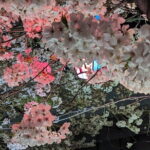 Asakusa: Night viewing of cherry blossom - Who Is This Tour Best For?