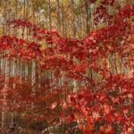 Autumn Trip for Birch Forest and Garden of Nature and Flower Fest - Practical Aspects of the Tour