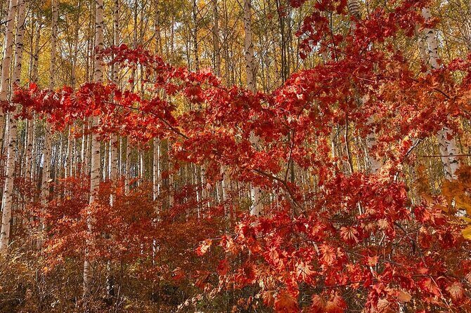Autumn Trip for Birch Forest and Garden of Nature and Flower Fest - Practical Aspects of the Tour