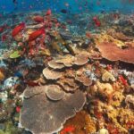 bali best destination - Special packed trip to nusa penida - Who Should Consider This Tour?