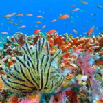 Bali Blue Lagoon Snorkeling Tour - A Deep Dive into the Experience