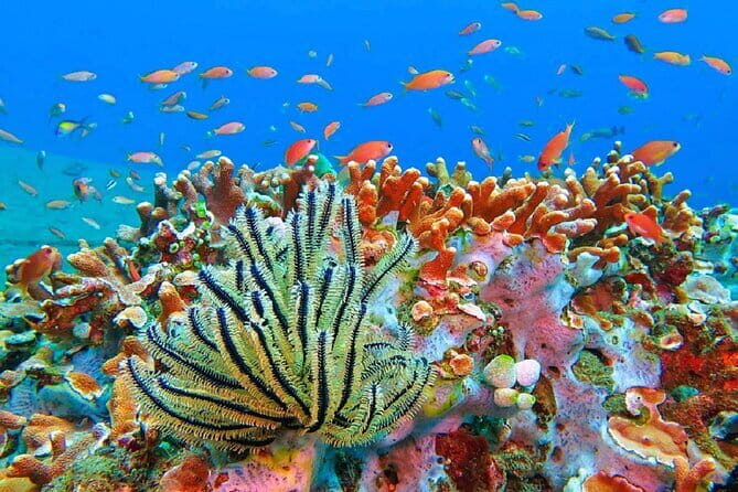 Bali Blue Lagoon Snorkeling Tour - A Deep Dive into the Experience