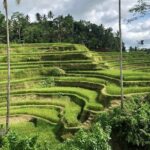 Bali Classic Volkswagen Safari and Ubud Village Tour - Who Is This Tour Best For?