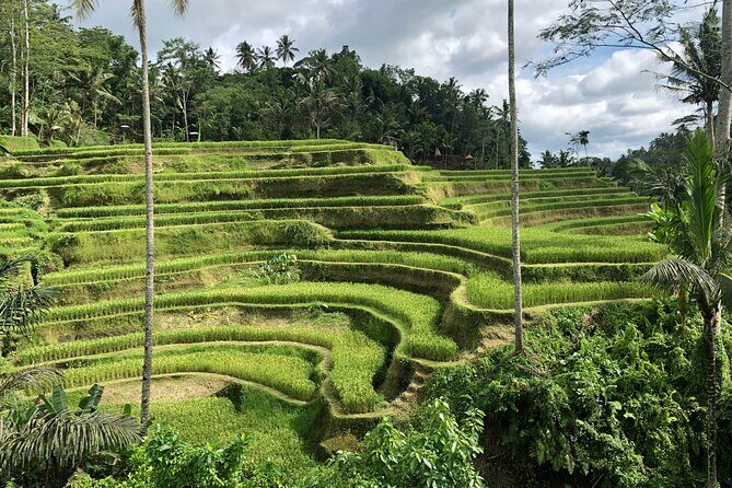 Bali Classic Volkswagen Safari and Ubud Village Tour - Who Is This Tour Best For?