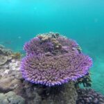 Bali Lempuyang Gate of Heaven and Private Blue Lagoon Snorkeling - Authentic Insights from Reviews
