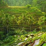 Bali Rafting and Tegalalang Race Terrace Tour - What the Tour Includes and What to Keep in Mind