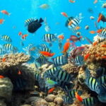 Bali Snorkeling at Blue Lagoon with Private Transfer - The Sum Up: Why This Tour Is Worth Considering