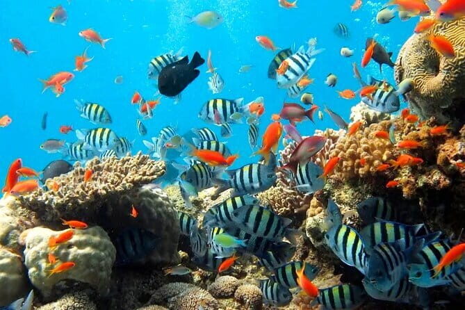 Bali Snorkeling at Blue Lagoon with Private Transfer - The Sum Up: Why This Tour Is Worth Considering