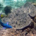 Bali Snorkeling tour at blue lagoon and tanjung jepun All inclusive - Final Thoughts