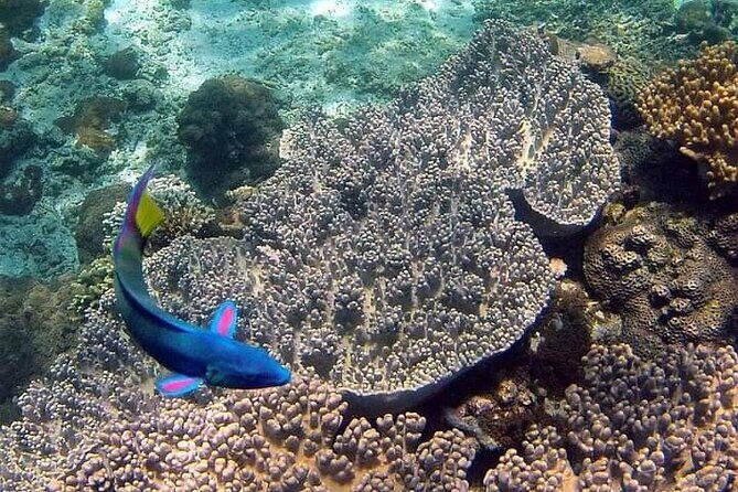 Bali Snorkeling tour at blue lagoon and tanjung jepun All inclusive - Final Thoughts