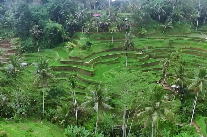 Bali Sunrise Trekking and Best of Ubud Tour - Authentic Insights from Travelers’ Experiences