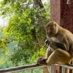 Bangkok: Safari world & Marine park - Practical Tips for Making the Most of This Tour