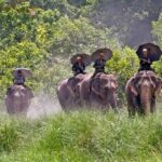 Bardia National Park Tour - Authentic Wildlife Encounters and Cultural Experiences