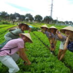 Be a Famer in Tra Que Vegetable Village and lantern making experiences day trip - Who Is This Tour Best For?