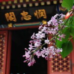 Beijing Private Day Tour of Ming Tombs, Temple of Heaven and Wangfujing Street - Authentic Insights from Reviewers