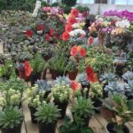 Beijing World Park and Flower Market Visiting with Private Driver Service - Authentic Insights from Past Travelers