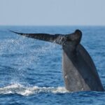 Bespoke Whale Watching Cruise to witness finned giants  Mirissa - Meeting Point and Practical Details
