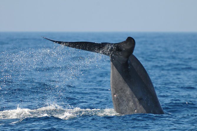 Bespoke Whale Watching Cruise to witness finned giants  Mirissa - Meeting Point and Practical Details
