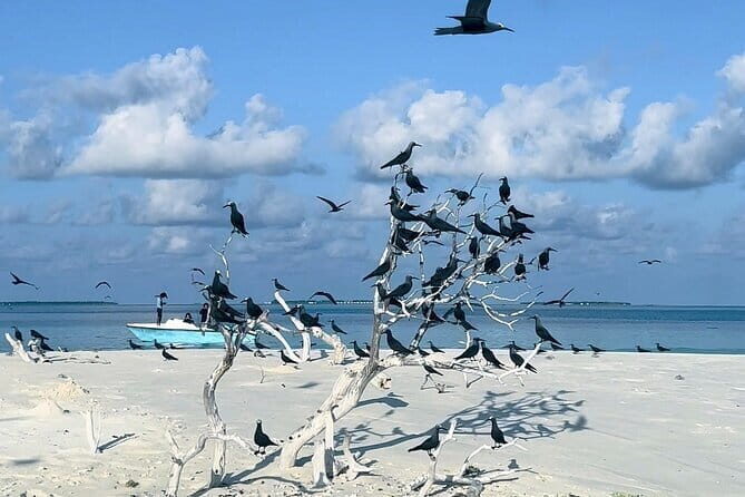 Best Excursion in Maldives - Why This Tour Offers Excellent Value
