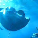 Best of Nusa Penida Snorkeling: Manta Bay, Wall Point & Gamat Bay - Detailed Breakdown of the Nusa Penida Snorkeling Tour