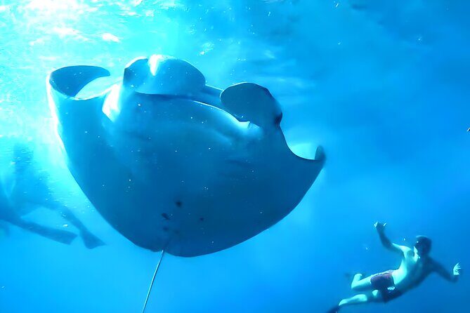 Best of Nusa Penida Snorkeling: Manta Bay, Wall Point & Gamat Bay - Detailed Breakdown of the Nusa Penida Snorkeling Tour