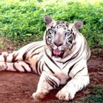 Bhubaneshwar to Similipal National Park Expedition - Who Is This Tour Best For?